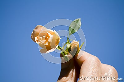 Roses in hand Stock Photo