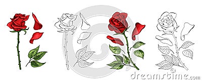 Roses hand drawing and colored. A blossoming rosebud. Vector illustration. Vector Illustration