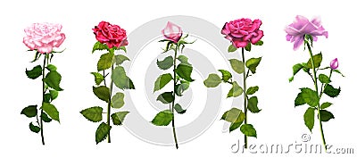 Roses isolated set romance watercolor Cartoon Illustration