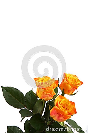 Roses isolated on white Stock Photo