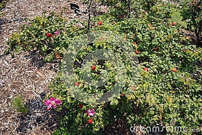 Roses and its`s colorful fruit, perennial flowering plant Stock Photo