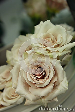 Roses ivory 8052 c Stock Photo