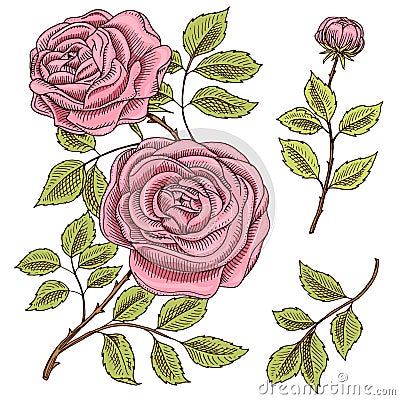 Roses with leaves and buds. Wedding botanical flowers in the garden or spring plant. ornament or decor. design for card Vector Illustration