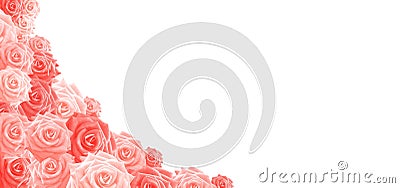 Roses in Living Coral isolated on white Background, Header, Cover Stock Photo