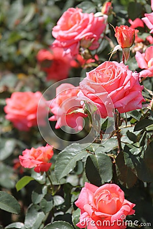 Roses Stock Photo