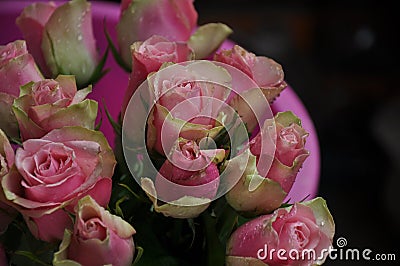 Roses, pink roses, roses in dew, fresh roses, rose flowers Stock Photo