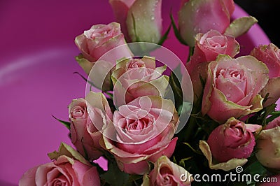 Roses, pink roses, roses in dew, fresh roses, rose flowers Stock Photo