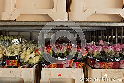 Roses ready to be sold for Valentines day Editorial Stock Photo