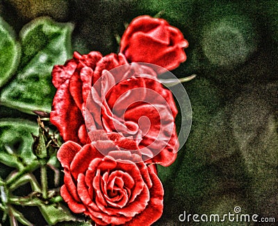 Roses red artsy Stock Photo