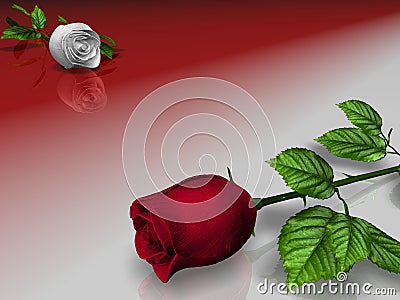 Roses red and blanching Stock Photo