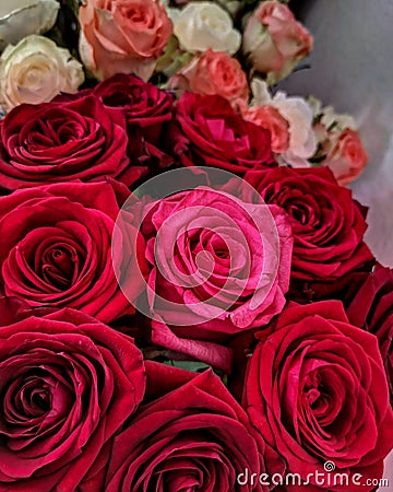 Roses Stock Photo