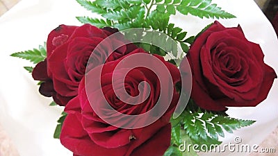 Roses Stock Photo