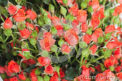 Roses Ruiortro Alegria Bush Background Stock Photo