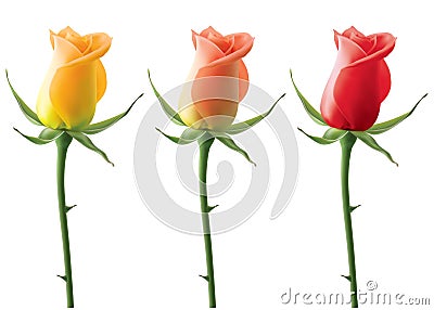 Roses set isolated on white Vector Illustration