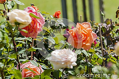 Roses Stock Photo