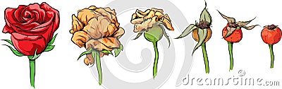 Roses Vector Illustration