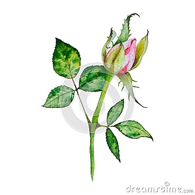 Roses. Watercolor illustration of bright pink roses. Botanic Illustration flowers. Cartoon Illustration