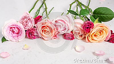Roses on white marble table, pastel valentines day background Stock Photo