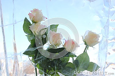 Roses Stock Photo