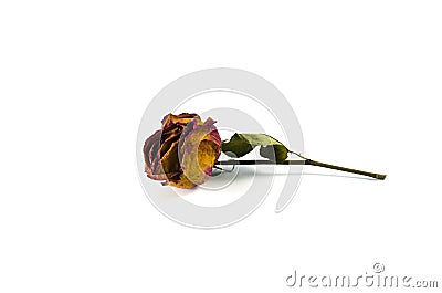 Roses wilt Stock Photo