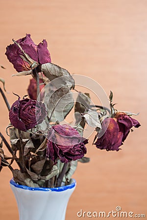 Roses wilt and dry by the time Stock Photo