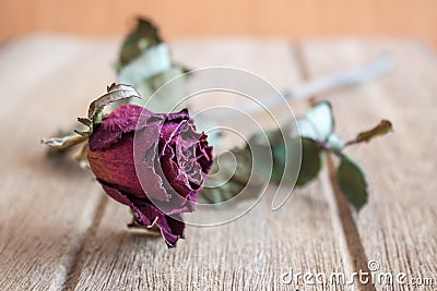 Roses wilt and dry by the time Stock Photo