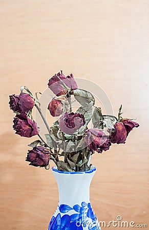 Roses wilt and dry by the time Stock Photo