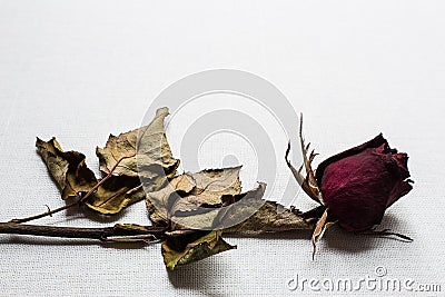 Roses wilt on white canvas background Stock Photo