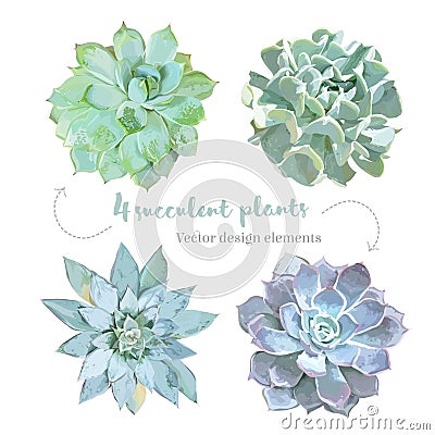 Rosette shaped succulents Echeveria vector design set Vector Illustration