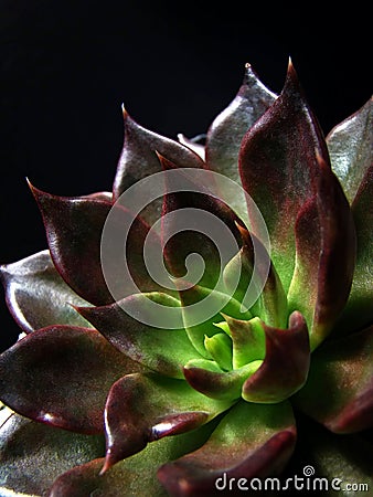 Rosette Succulent Stock Photo