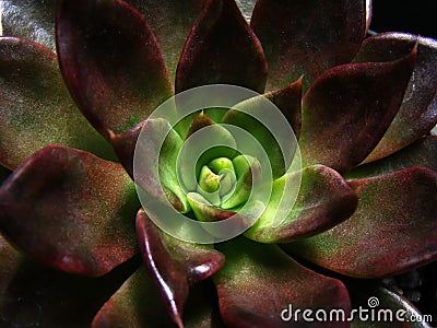 Rosette Succulent Stock Photo
