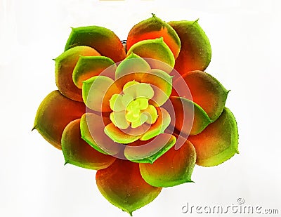 Rosette Succulent small plant picture image Stock Photo Stock Photo