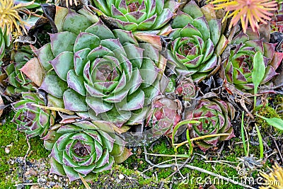 Rosettes Echeveria succulent plants on summer garden. Stonecrop family flowers Stock Photo