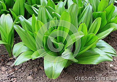 Rosettes of green leaves of the bulbous perennial Colchicum autumnale Stock Photo