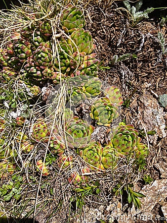 Rosettes of wild succulent plants Sempervivum flowers growing on the rocks in mountain area Stock Photo