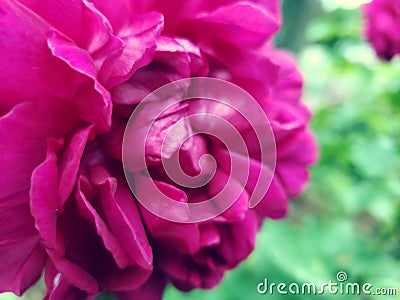 Rosey Stock Photo