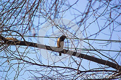 Rosey starling Stock Photo