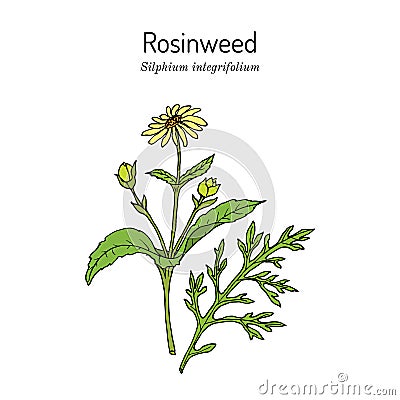 Rosinweed Silphium integrifolium , medicinal plant Cartoon Illustration