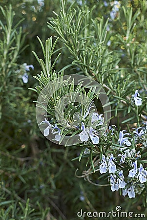 Lavender flowers of Rosmarinus officinalis shrub Stock Photo