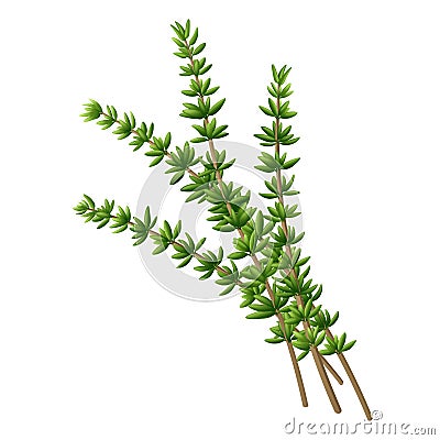 Fresh thyme branch. Vector illustration. Vector Illustration