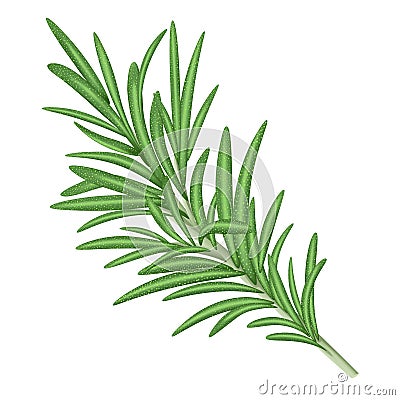 Fresh rosemary. Vector illustration. Vector Illustration