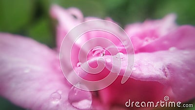 Rose flower with raindrops Stock Photo
