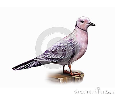 Ross`s gull Rhodostethia rosea Cartoon Illustration