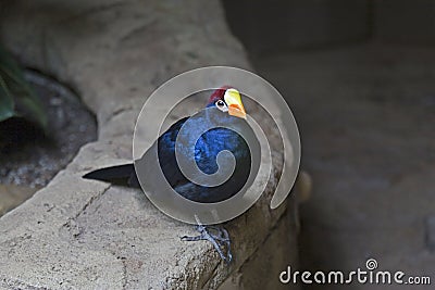 Ross`s Turaco, Musophaga rossae, relaxing Stock Photo