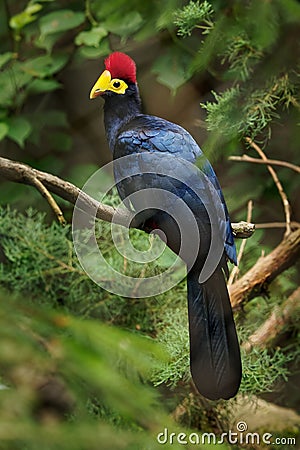 Ross Turaco - Musophaga rossae or Lady Ross s turaco is a mainly bluish-purple African bird of the turaco family, Musophagidae, Stock Photo