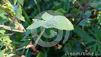 Rossa on a leaf glows in the sun's rays early in the morning in a meadow Stock Photo