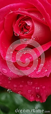 rosse roses, water drop on the petals red fresh srping background Stock Photo