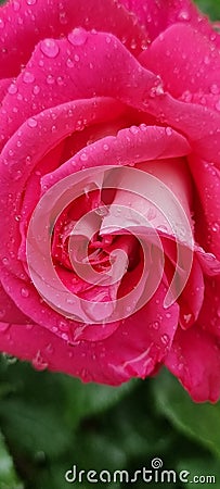 rosse roses, water drop on the petals red fresh srping background Stock Photo