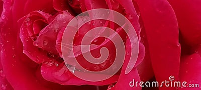 rosse roses, water drop on the petals red fresh srping background Stock Photo