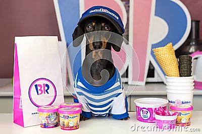 ROSTOV-ON-DON, RUSSIA - SEPTEMBER 17, 2017: Dachshund dog, black and tan, in the cap, ice-cream seller behind the counter in the c Editorial Stock Photo